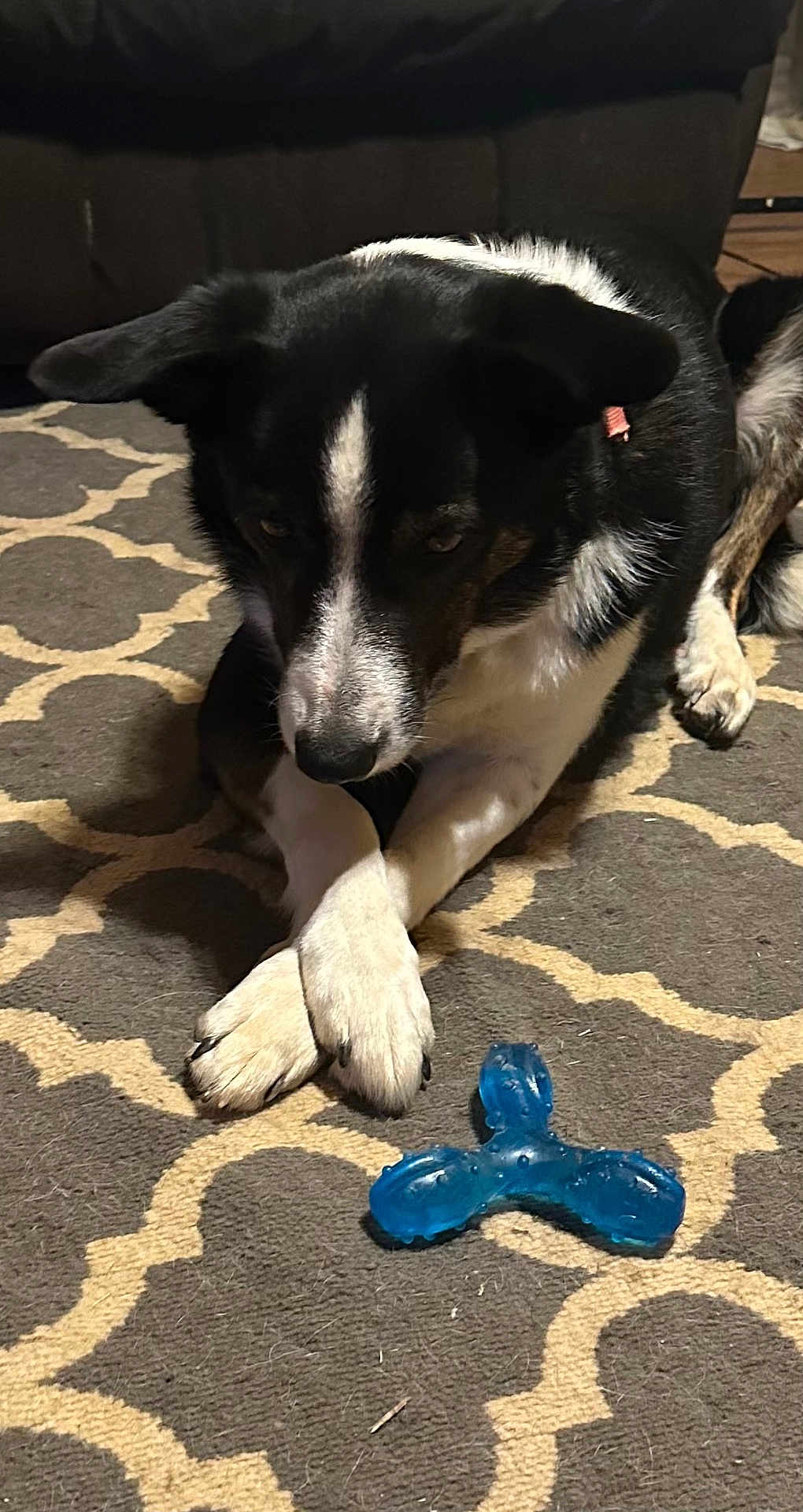 Ace Farmer is registered to the contest to win money with this photo: dog, black_and_white, paws, crossed_paws, carpet, rug, toy, blue_toy, indoor, pet, animal, canine, fur, floor, resting, looking_down, home, domestic, mammal, plaything