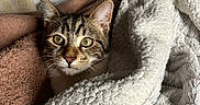 Aïko participe au concours pour gagner de l'argent avec cette photo : animal, bed, blanket, cat, comfort, cozy, curious, domestic_animal, ears, feline, fur, indoor, pet, relaxing, resting, soft, tabby_cat, texture, warm, whiskers