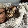 animal, bed, blanket, cat, comfort, cozy, curious, domestic_animal, ears, feline, fur, indoor, pet, relaxing, resting, soft, tabby_cat, texture, warm, whiskers