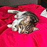 Aïko participe au concours pour gagner de l'argent avec cette photo : animal, blanket, cat, cozy, cute, ears, feline, fur, indoor, kitten, paw, pet, red, relaxing, resting, sleeping, small, tabby, whiskers, young