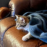 Aïko a rejoint le concours — aidez-le/la à gagner de superbes lots ! animal, blanket, blue_blanket, brown_couch, cat, cozy, curious, domestic_cat, ears, furniture, household, indoor, kitten, leather_couch, paw, pet, resting, side_view, tabby, young_cat