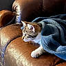 animal, blanket, blue_blanket, brown_couch, cat, cozy, curious, domestic_cat, ears, furniture, household, indoor, kitten, leather_couch, paw, pet, resting, side_view, tabby, young_cat