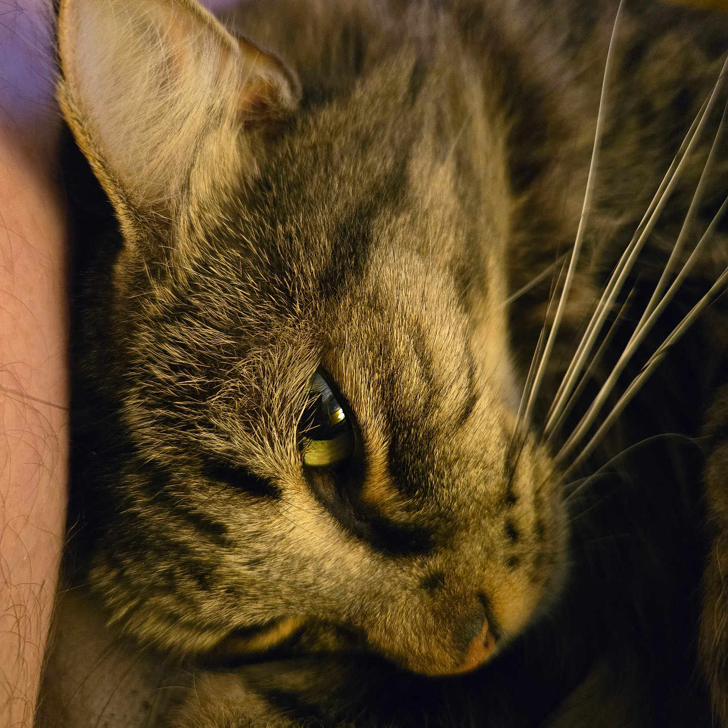 Taz