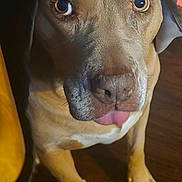 Loca is registered to the contest to win money with this photo: dog, pet, animal, tongue_out, brown_fur, paws, wooden_floor, indoor, curious, cute, canine, muzzle, ears, looking_up, closeup, portrait, expression, domestic, face, playful