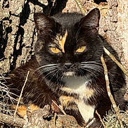 Sara Jo is registered to the contest to win money with this photo: cat, tortoiseshell, animal, wildlife, nature, tree_bark, leaves, outdoor, fur, whiskers, eyes, sunlight, shadow, branch, closeup, mammal, resting, camouflage, pet, wild