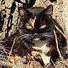 cat, tortoiseshell, animal, wildlife, nature, tree_bark, leaves, outdoor, fur, whiskers, eyes, sunlight, shadow, branch, closeup, mammal, resting, camouflage, pet, wild