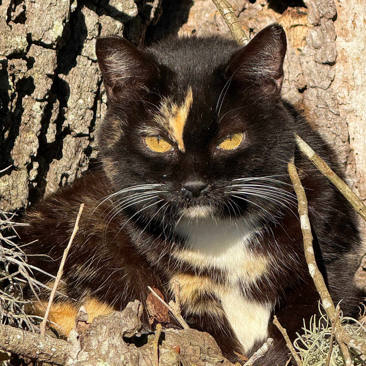Sara Jo is registered to the contest to win money with this photo: cat, tortoiseshell, animal, wildlife, nature, tree_bark, leaves, outdoor, fur, whiskers, eyes, sunlight, shadow, branch, closeup, mammal, resting, camouflage, pet, wild