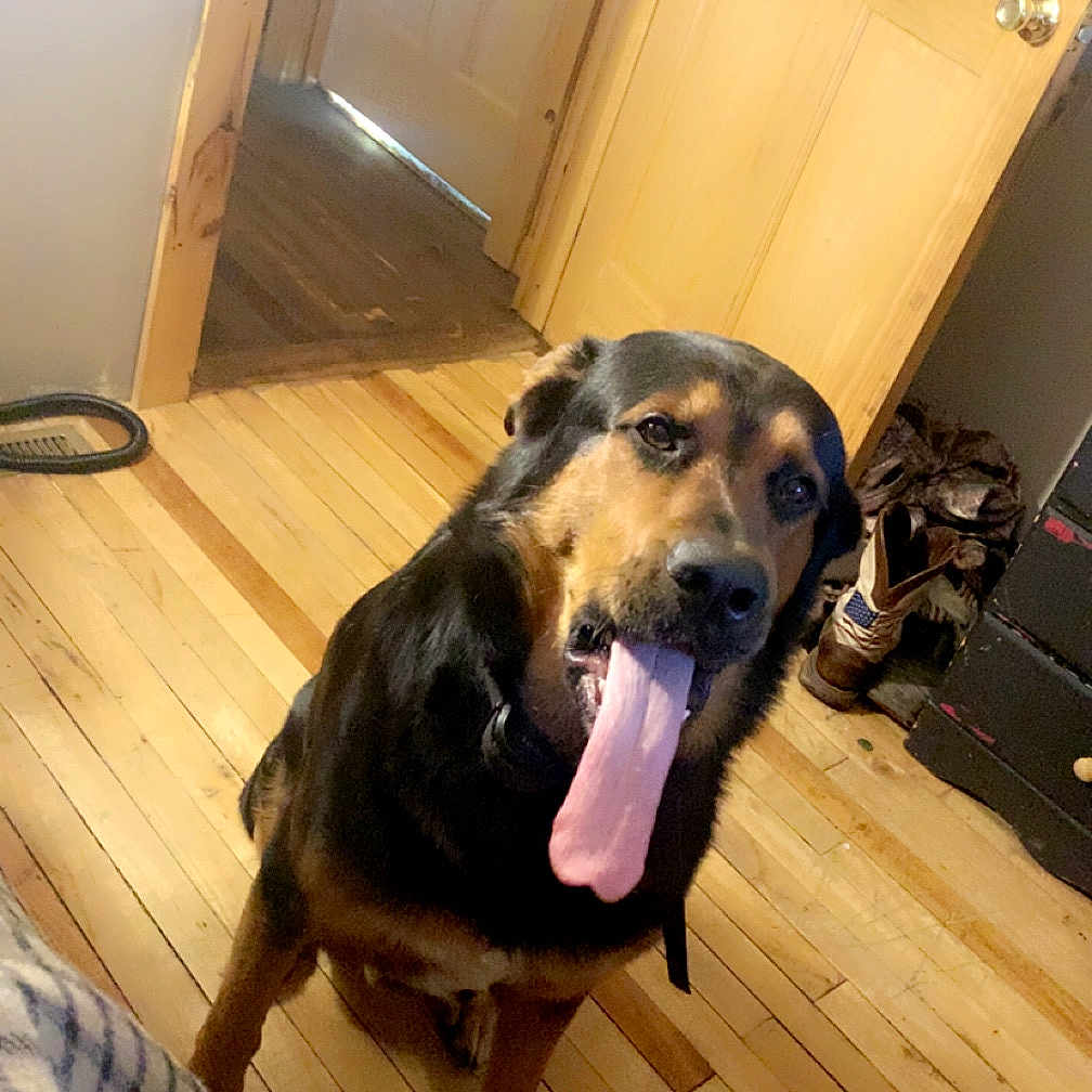 Remi joined the competition — help win amazing prizes! accessories, animal, beagle, bodypart, canine, dog, door, germanshepherd, hardwood, hound, indoors, interiordesign, labradorretriever, mouth, person, pet, plywood, puppy, tongue, wood