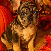Kona is registered to the contest to win money with this photo: animal, autumn, brown, closeup, cute, decor, dog, ears, fall_leaves, fur, indoor, merle_pattern, orange, pet, pumpkin, puppy, seasonal, sitting, table, young