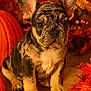 animal, autumn, brown, closeup, cute, decor, dog, ears, fall_leaves, fur, indoor, merle_pattern, orange, pet, pumpkin, puppy, seasonal, sitting, table, young