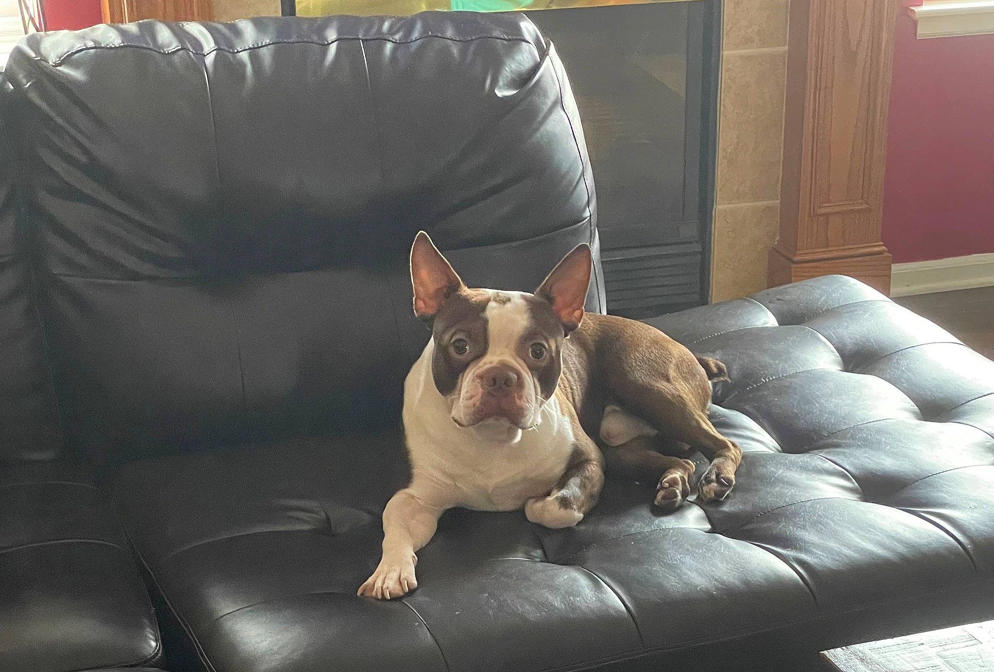 Stank joined the competition — help win amazing prizes! bulldog, canidae, carnivore, club_chair, comfort, companion_dog, couch, dog, dog_bed, dog_breed, door, fawn, french_bulldog, molosser, slipcover, snout, sporting_group, toy_dog, whiskers, working_animal