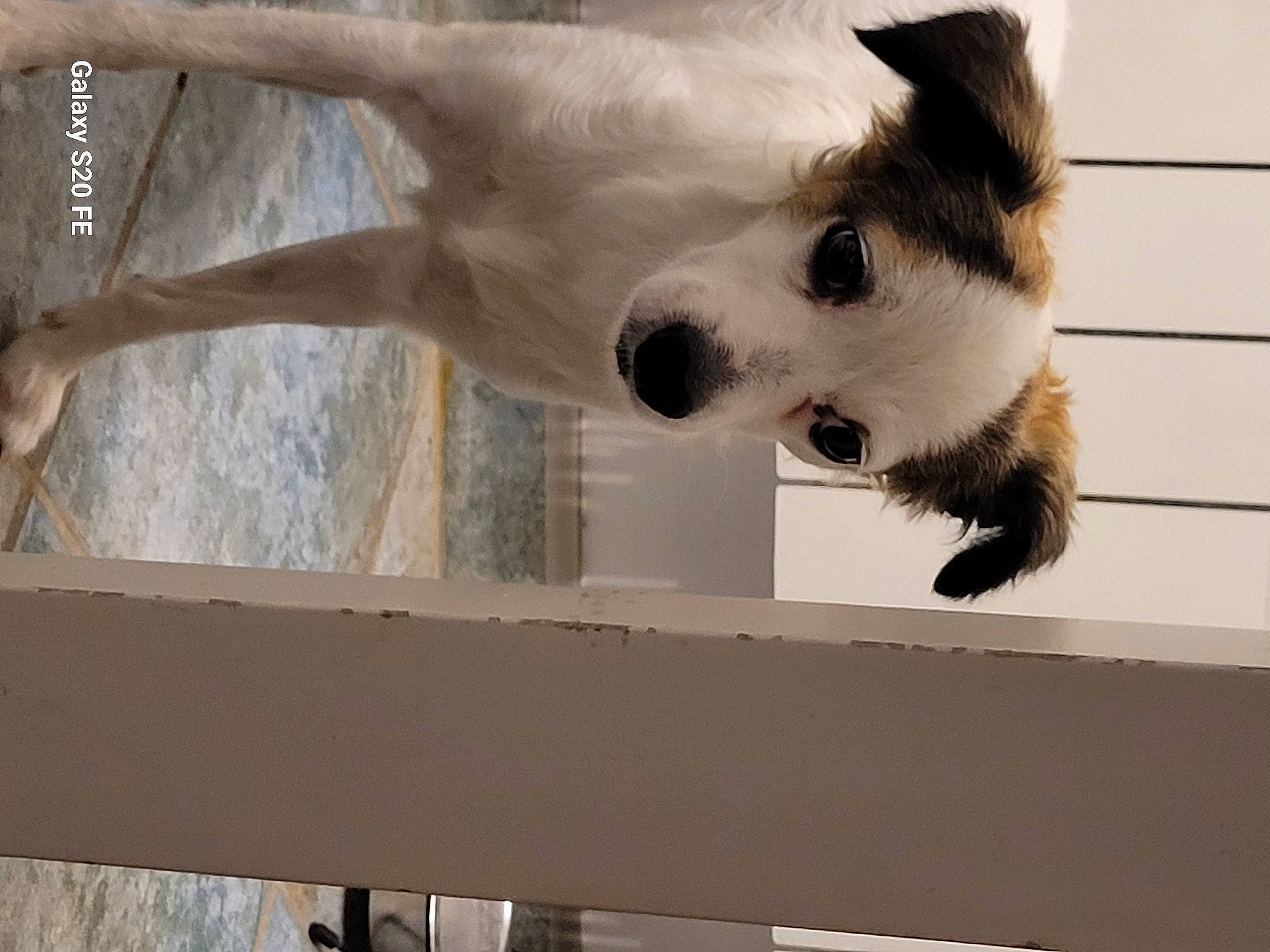 Scoubi a rejoint le concours — aidez-le/la à gagner de superbes lots ! carnivore, companion_dog, dog, dog_breed, fawn, felidae, fur, german_shepherd_dog, guard_dog, herding_dog, non_sporting_group, paw, small_to_medium_sized_cats, tail, tree, whiskers, window, wood, working_animal, working_dog