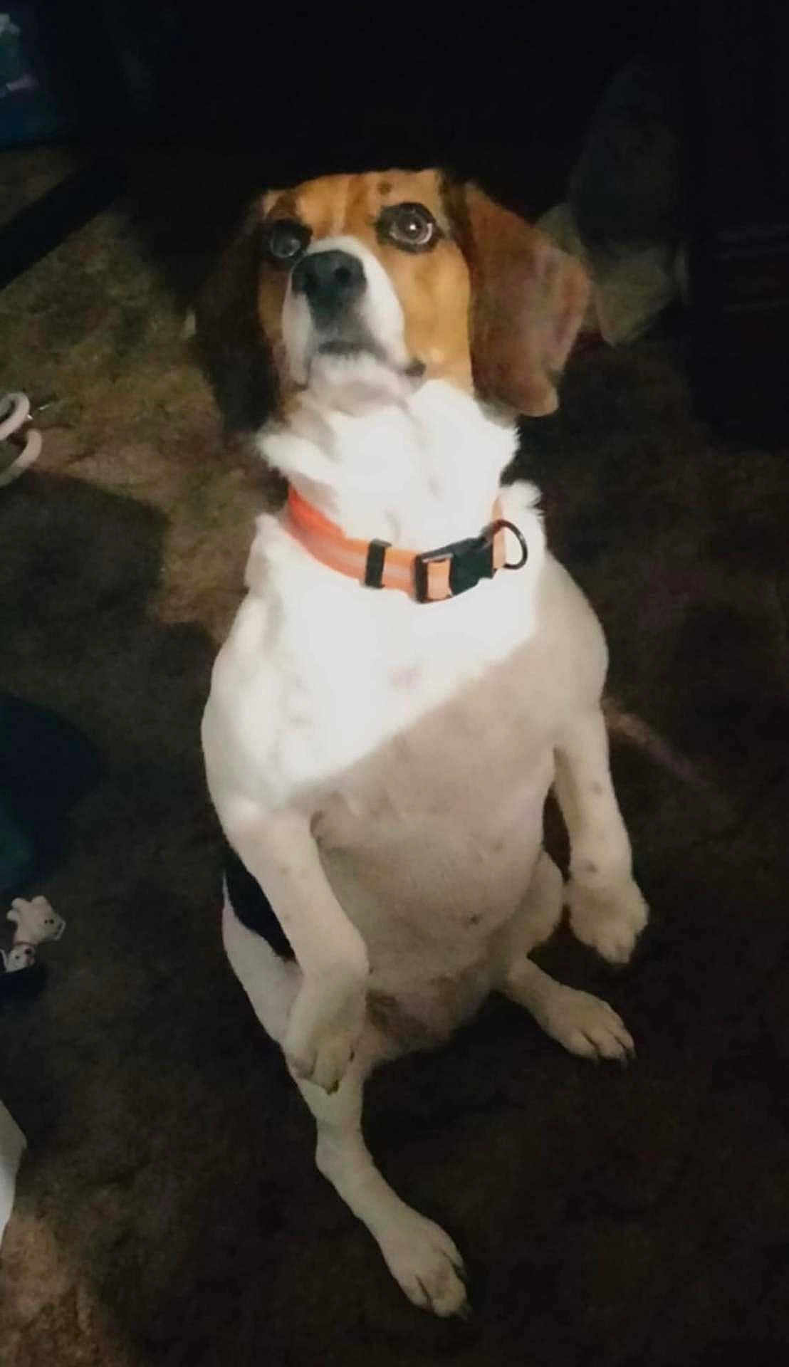 Dakota