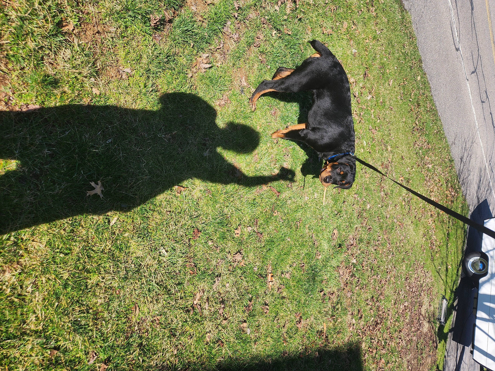 Roscoe joined the competition — help win amazing prizes! canidae, carnivore, companion_dog, dog, dog_breed, grass, groundcover, guard_dog, lawn, people_in_nature, plant, shadow, shrub, soil, sporting_group, tail, tints_and_shades, tree, working_dog, yard