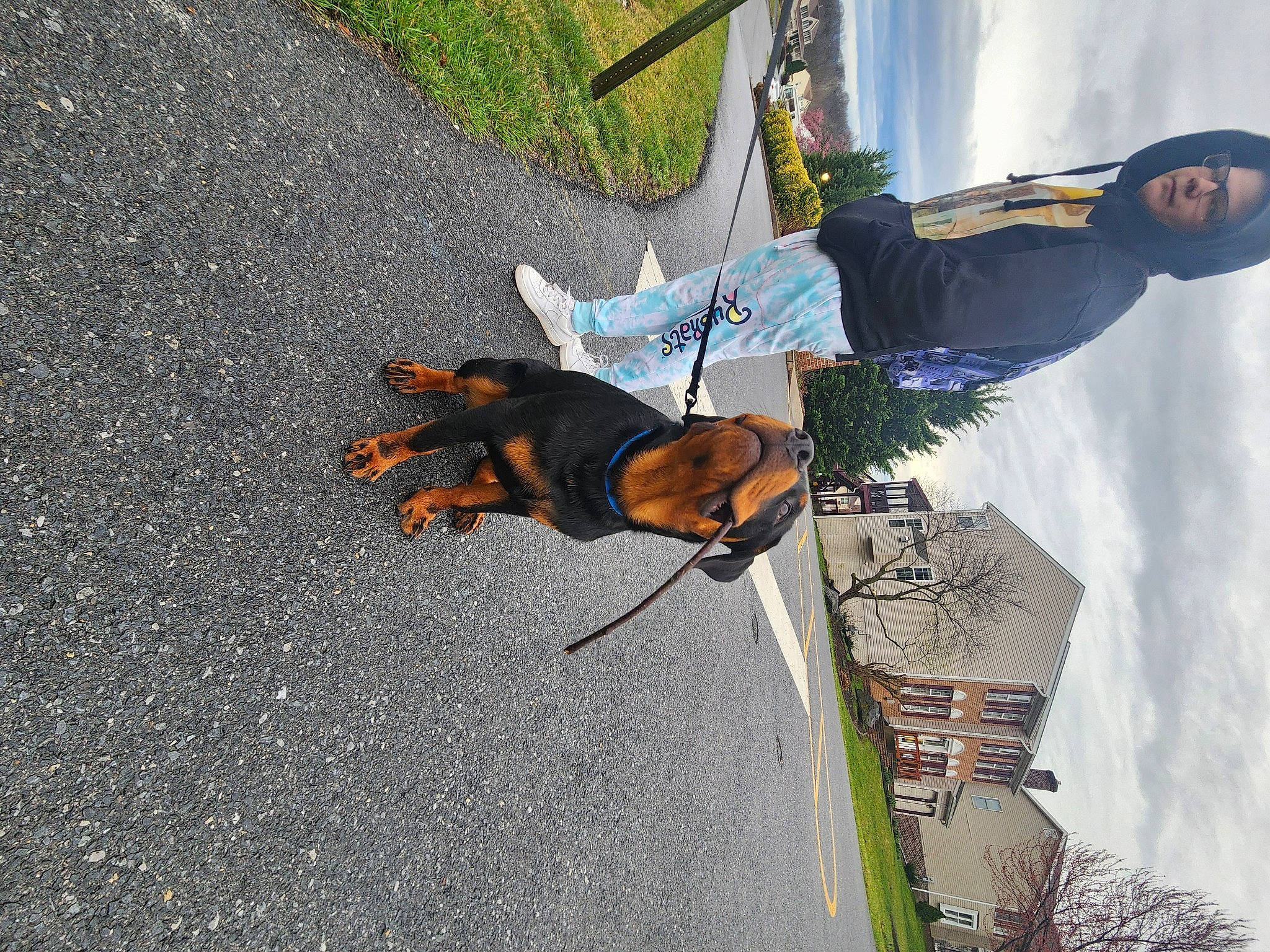 Roscoe is registered to the contest to win money with this photo: adventure, asphalt, building, cloud, dog, extreme_sport, fun, leisure, plant, recreation, road_surface, shadow, sidewalk, sky, tar, tree