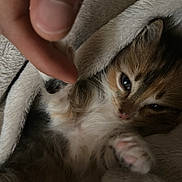 Myla joined the competition — help win amazing prizes! kitten, cat, fluffy, fur, calico, brown, white, face, eyes, nose, paws, whiskers, blanket, cozy, indoor, closeup, portrait, sleeping, cuddly, pet