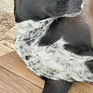 Pepper joined the competition — help win amazing prizes! dog, black_and_white, outdoor, wooden_floor, chain_link_fence, pet, canine, fur, paw, sunlight, garden_tools, close_up, animal, resting, looking_away, daylight, domestic_animal, quiet, peaceful, nature