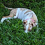 animal, canine, close_up, collar, daylight, dog, field, flora, grass, greenery, leaf, lying_down, muzzle, nature, outdoor, pet, plant, relaxed, resting, spotted