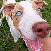 Calli joined the competition — help win amazing prizes! animal, blue_eyes, canine, close_up, collar, cute, dog, ears, friendly, fur, grass, happy, mouth, nature, nose, outdoor, pet, playful, smiling, tongue