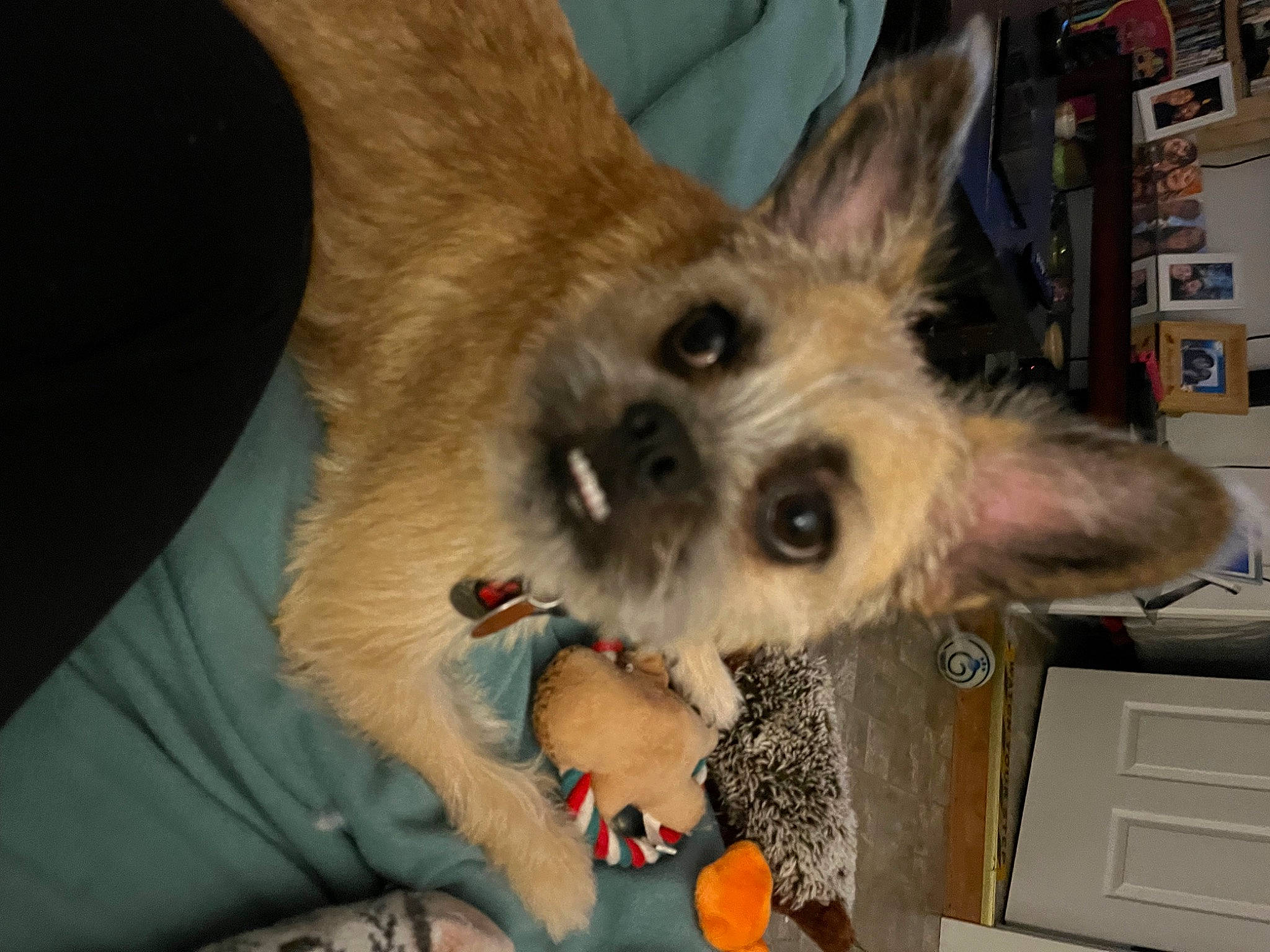 Liberty joined the competition — help win amazing prizes! cabinetry, canidae, carnivore, comfort, companion_dog, corgi_chihuahua, dog, dog_breed, dog_supply, fawn, felidae, fur, light_switch, paw, shelf, small_to_medium_sized_cats, sporting_group, toy_dog, whiskers, working_animal