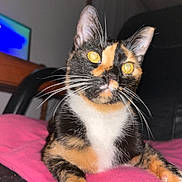 Gertie is registered to the contest to win money with this photo: cat, calico, pet, animal, whiskers, yellow_eyes, fur, close_up, indoor, blanket, pink, resting, cute, domestic_cat, face, paw, whisker, feline, relaxed, household