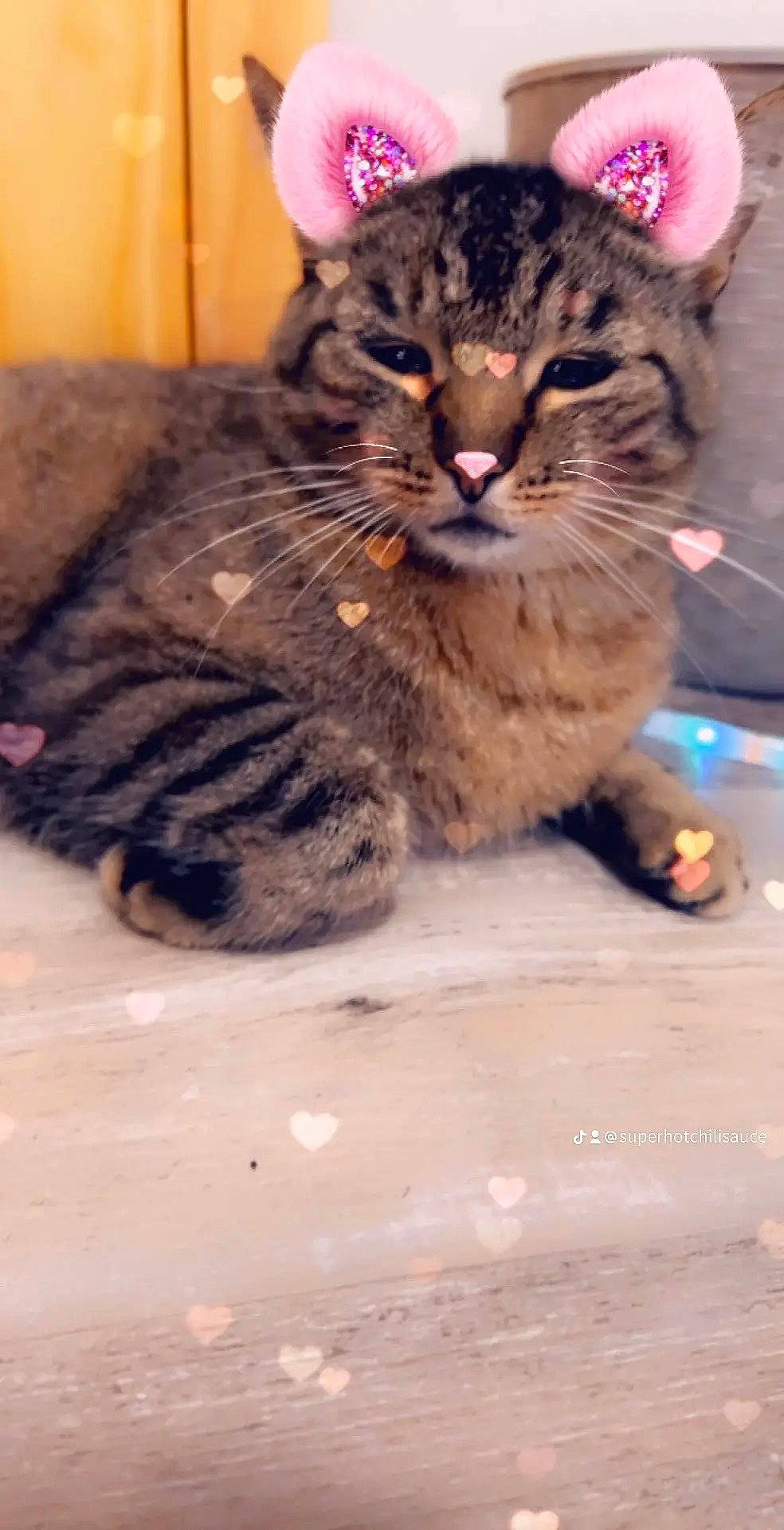 Mr Belvedere joined the competition — help win amazing prizes! carnivore, cat, claw, domestic_short_haired_cat, felidae, fur, hat, paw, plant, small_to_medium_sized_cats, snout, tail, terrestrial_animal, tree, whiskers