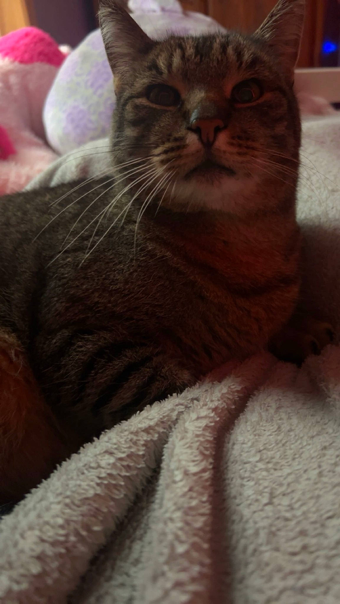 Mr Belvedere is registered to the contest to win money with this photo: carnivore, cat, claw, comfort, domestic_short_haired_cat, felidae, fur, paw, sitting, small_to_medium_sized_cats, snout, tail, terrestrial_animal, whiskers, window