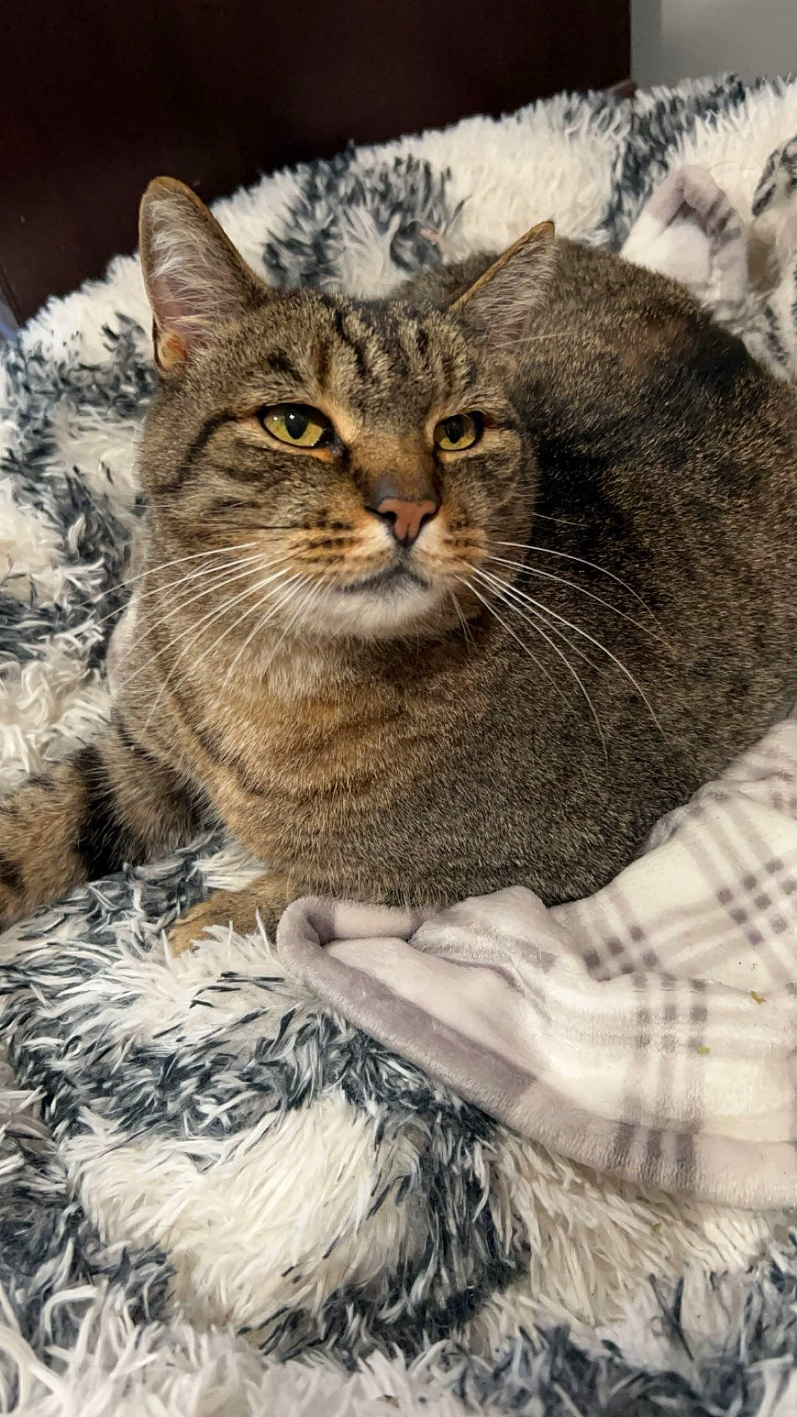 Mr Belvedere is registered to the contest to win money with this photo: carnivore, cat, claw, domestic_short_haired_cat, fawn, felidae, fur, grass, lynx, pattern, plant, small_to_medium_sized_cats, snout, tail, terrestrial_animal, tree, whiskers, wildlife, window