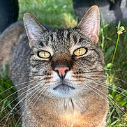 Mr Beliverdere joined the competition — help win amazing prizes! abyssinian, alloywheel, animal, car, carwheel, cat, field, grass, grassland, kitten, machine, manx, nature, pet, plant, spoke, tire, transportation, vehicle, wheel