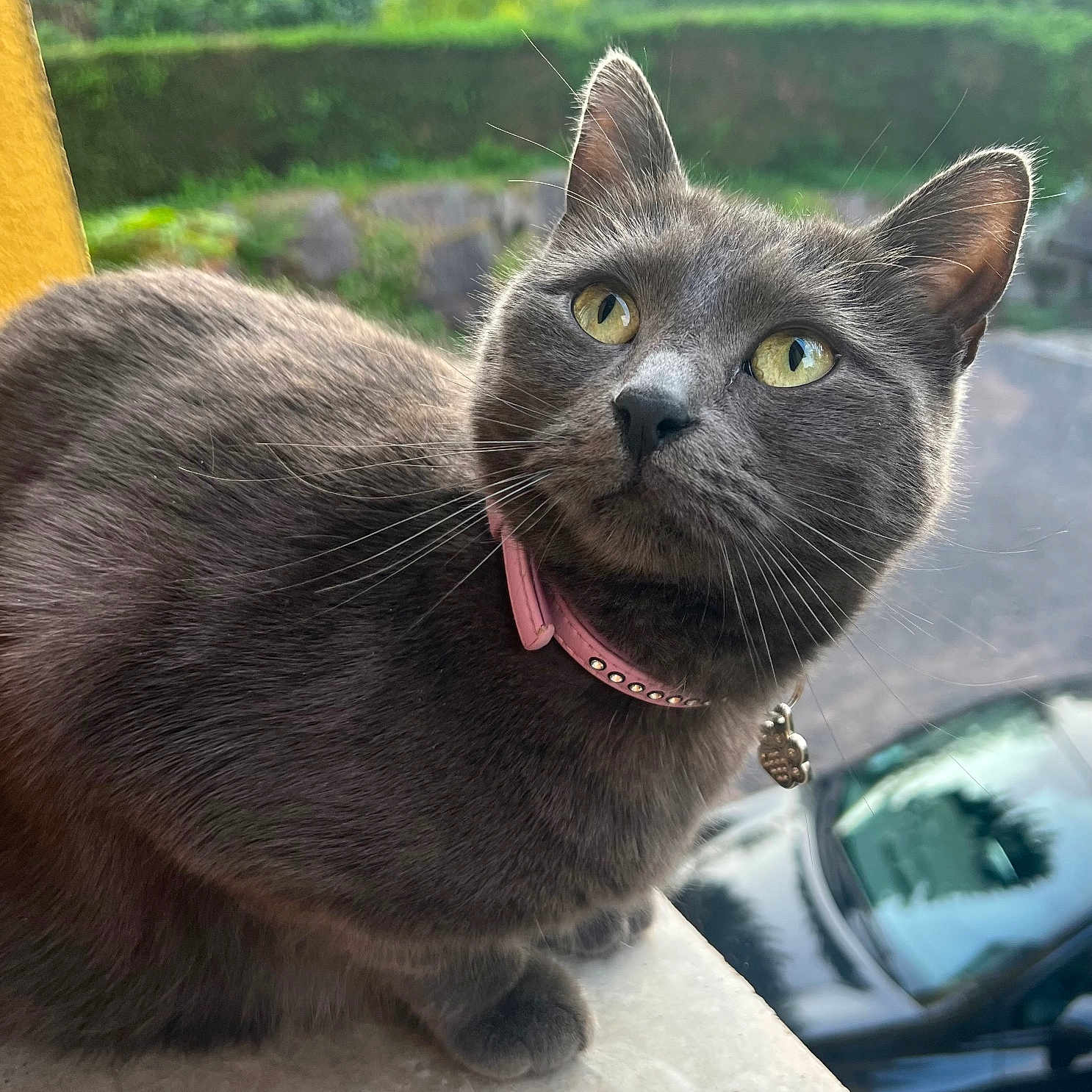 Ruby a rejoint le concours — aidez-le/la à gagner de superbes lots ! abyssinian, accessories, alloywheel, animal, blackcat, car, carwheel, cat, coupe, kitten, machine, manx, pet, road, spoke, sportscar, tire, transportation, vehicle, wheel