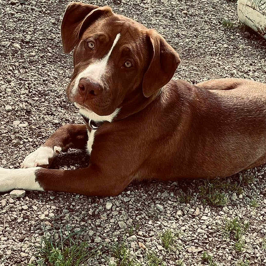 Dexter joined the competition — help win amazing prizes! animal, beagle, boxer, bulldog, can, canine, dog, gravel, hardwood, hound, labradorretriever, pebble, pet, pitbull, pointer, puppy, road, rock, snout, tin