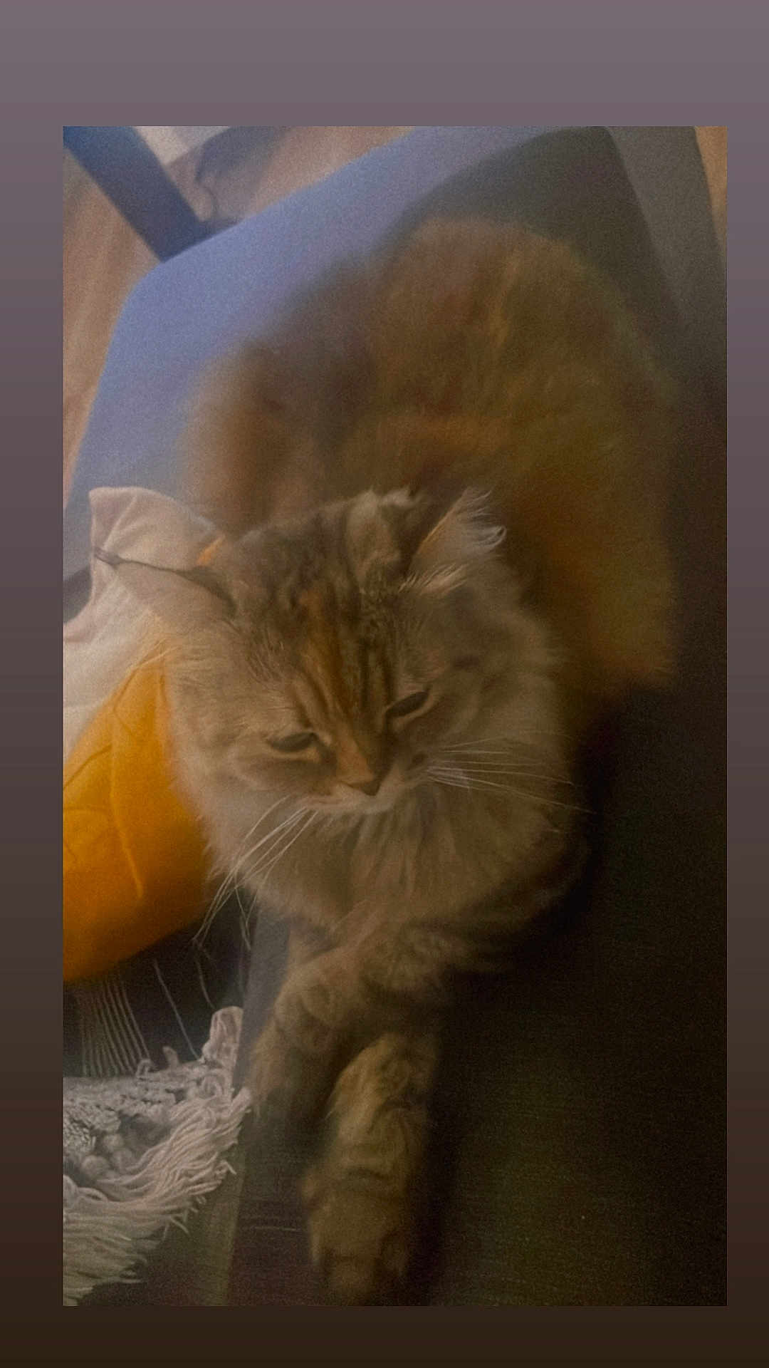 Loulou