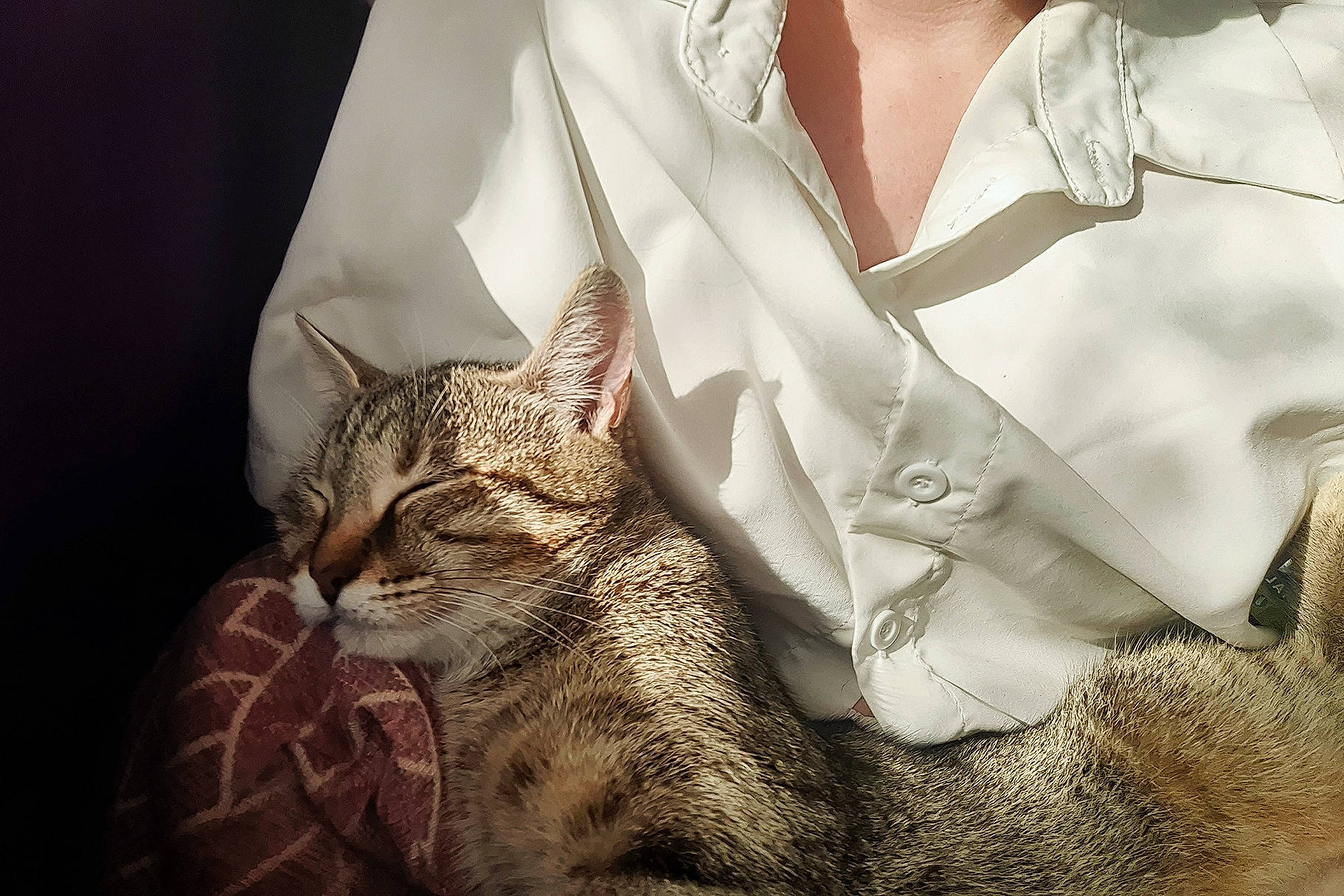 Potiron a rejoint le concours — aidez-le/la à gagner de superbes lots ! blazer, button, carnivore, cat, collar, day_dress, dress_shirt, eyewear, fashion_accessory, fashion_design, felidae, formal_wear, fur, jewellery, pattern, peach, sleeve, small_to_medium_sized_cats, terrestrial_animal, whiskers