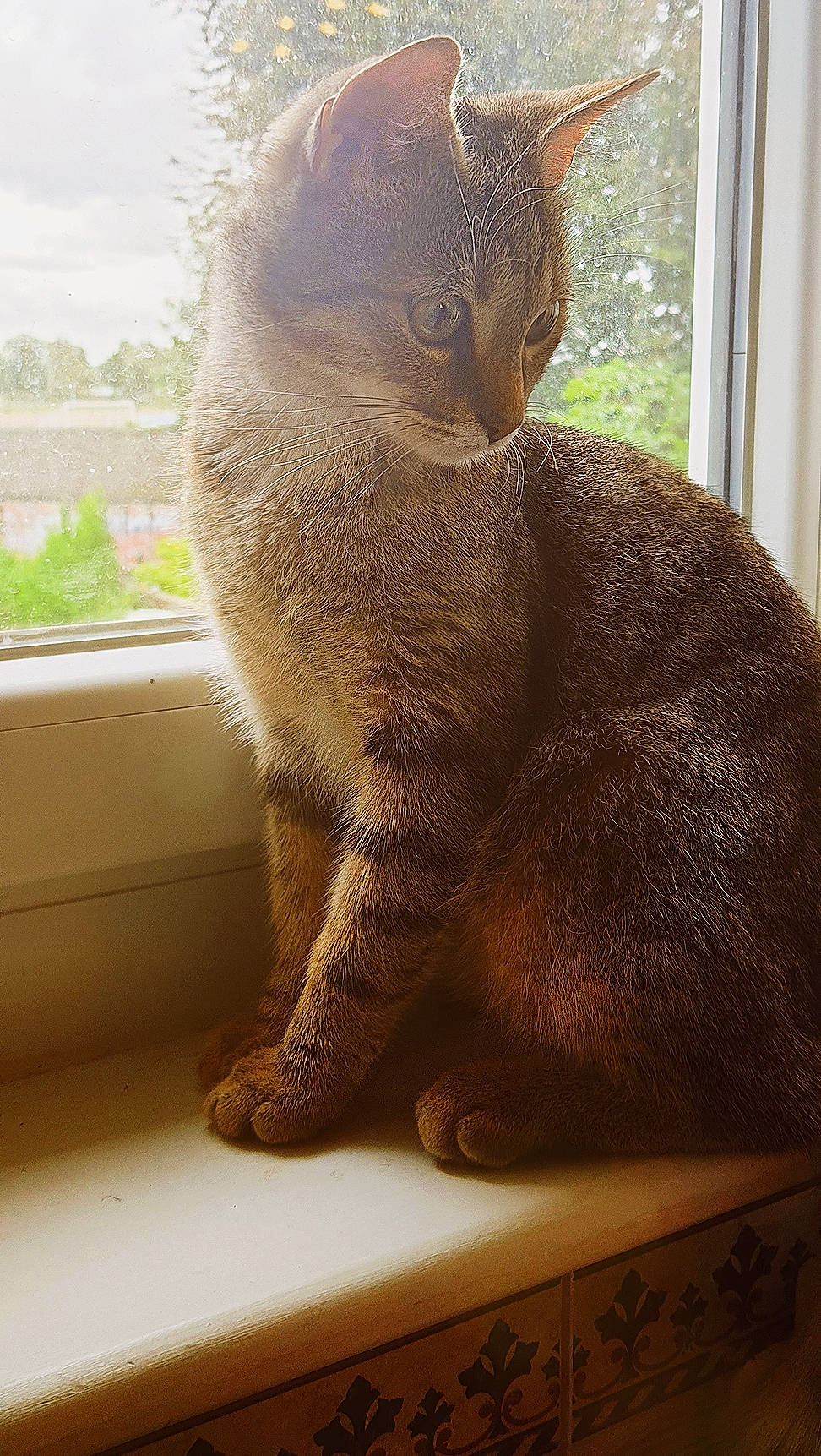 Potiron participe au concours pour gagner de l'argent avec cette photo : carnivore, cat, comfort, domestic_short_haired_cat, felidae, fur, plant, small_to_medium_sized_cats, tail, terrestrial_animal, whiskers, window