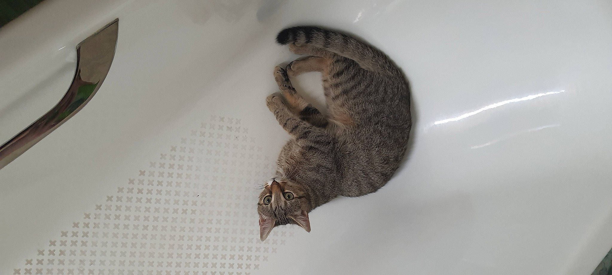 Potiron a rejoint le concours — aidez-le/la à gagner de superbes lots ! carnivore, cat, claw, domestic_short_haired_cat, felidae, fur, paw, small_to_medium_sized_cats, snout, tail, terrestrial_animal, whiskers, wildlife