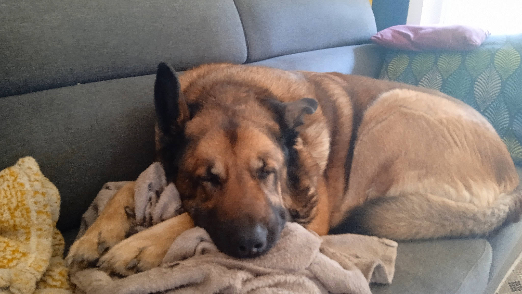 Nala participe au concours pour gagner de l'argent avec cette photo : canidae, carnivore, comfort, companion_dog, couch, dog, dog_bed, dog_breed, dog_supply, fawn, fur, guard_dog, nap, paw, sleep, sleeper_chair, snout, sporting_group, terrestrial_animal, whiskers