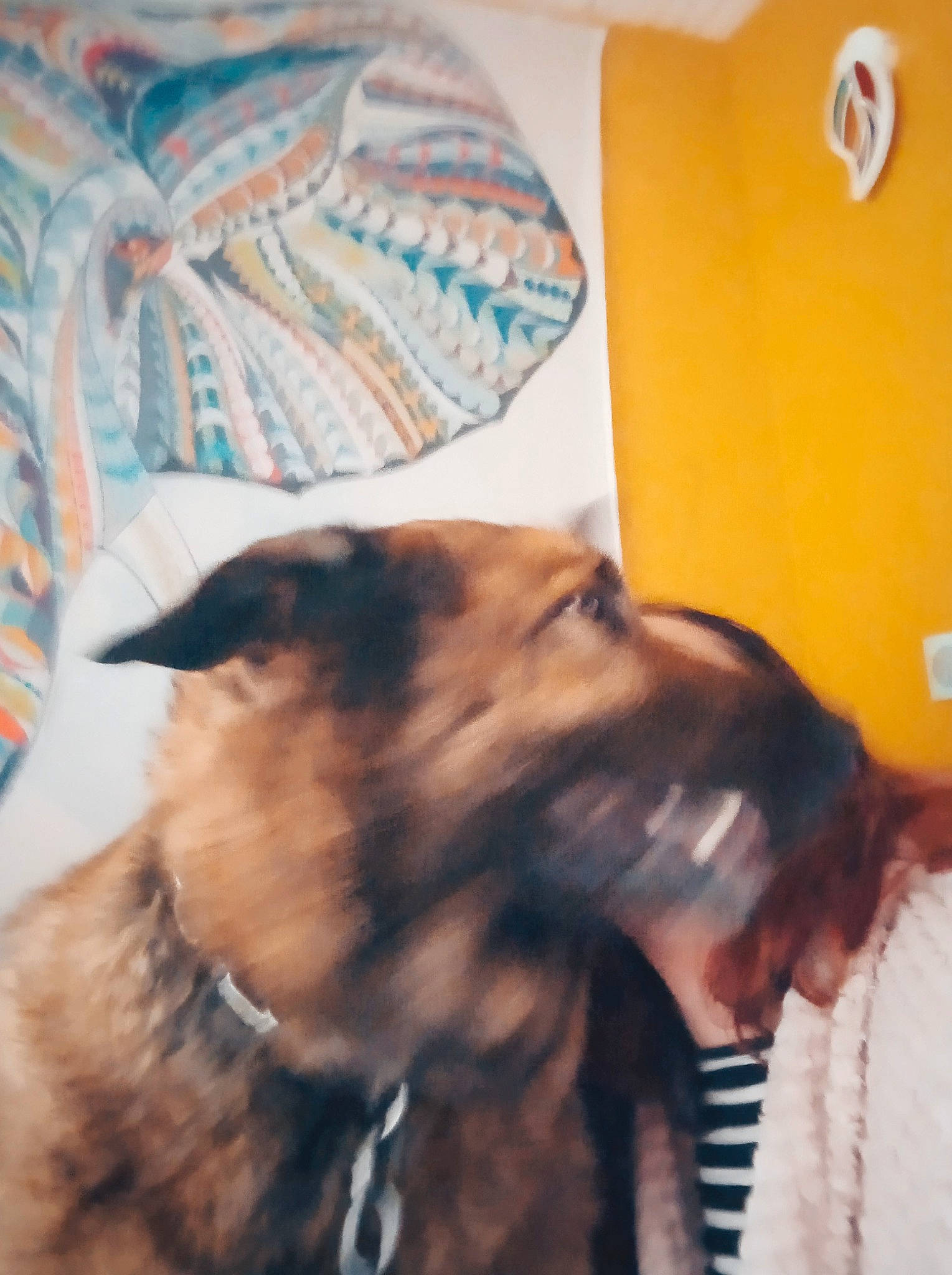 Nala a rejoint le concours — aidez-le/la à gagner de superbes lots ! borzoi, canidae, carnivore, collar, companion_dog, dog, dog_breed, dog_collar, ear, fashion_accessory, fawn, felidae, fur, guard_dog, leash, liver, snout, sporting_group, whiskers, working_animal