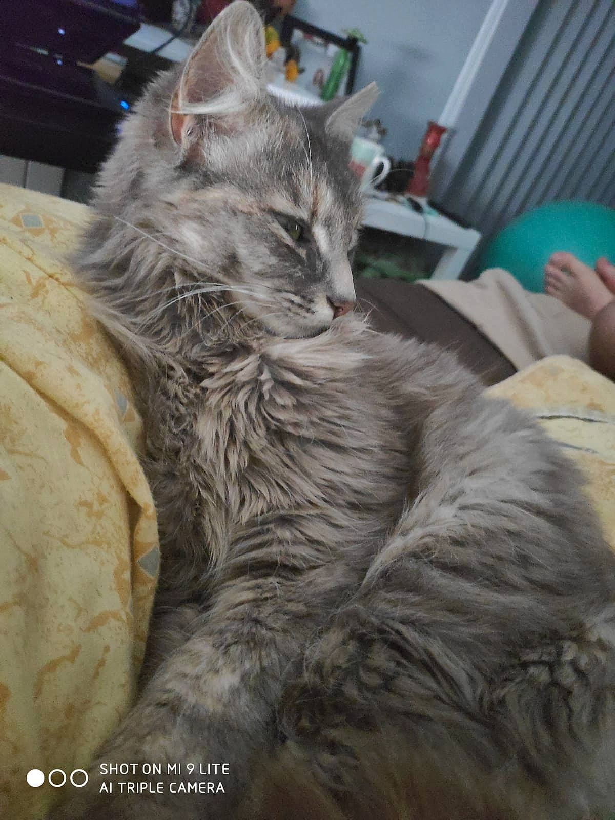 Pitchou a rejoint le concours — aidez-le/la à gagner de superbes lots ! asian, carnivore, cat, domestic_long_haired_cat, domestic_short_haired_cat, dragon_li, european_shorthair, felidae, fur, german_rex, mammal, nebelung, norwegian_forest_cat, oriental_longhair, russian_blue, siberian, small_to_medium_sized_cats, whiskers