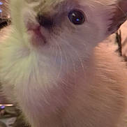Cookie is registered to the contest to win money with this photo: kitten, cat, fluffy, cream_colored, blue_eyes, close_up, portrait, whiskers, ears, furry, sitting, indoor, blanket, cozy, cute, adorable, pet, animal, vertical_photo, soft_lighting