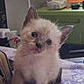 Cookie is registered to the contest to win money with this photo: kitten, cat, blue_eyes, fluffy, cream_fur, pointed_ears, whiskers, pink_nose, close_up, portrait, indoor, blanket, bed, household, cute, adorable, sitting, pet, feline, photography