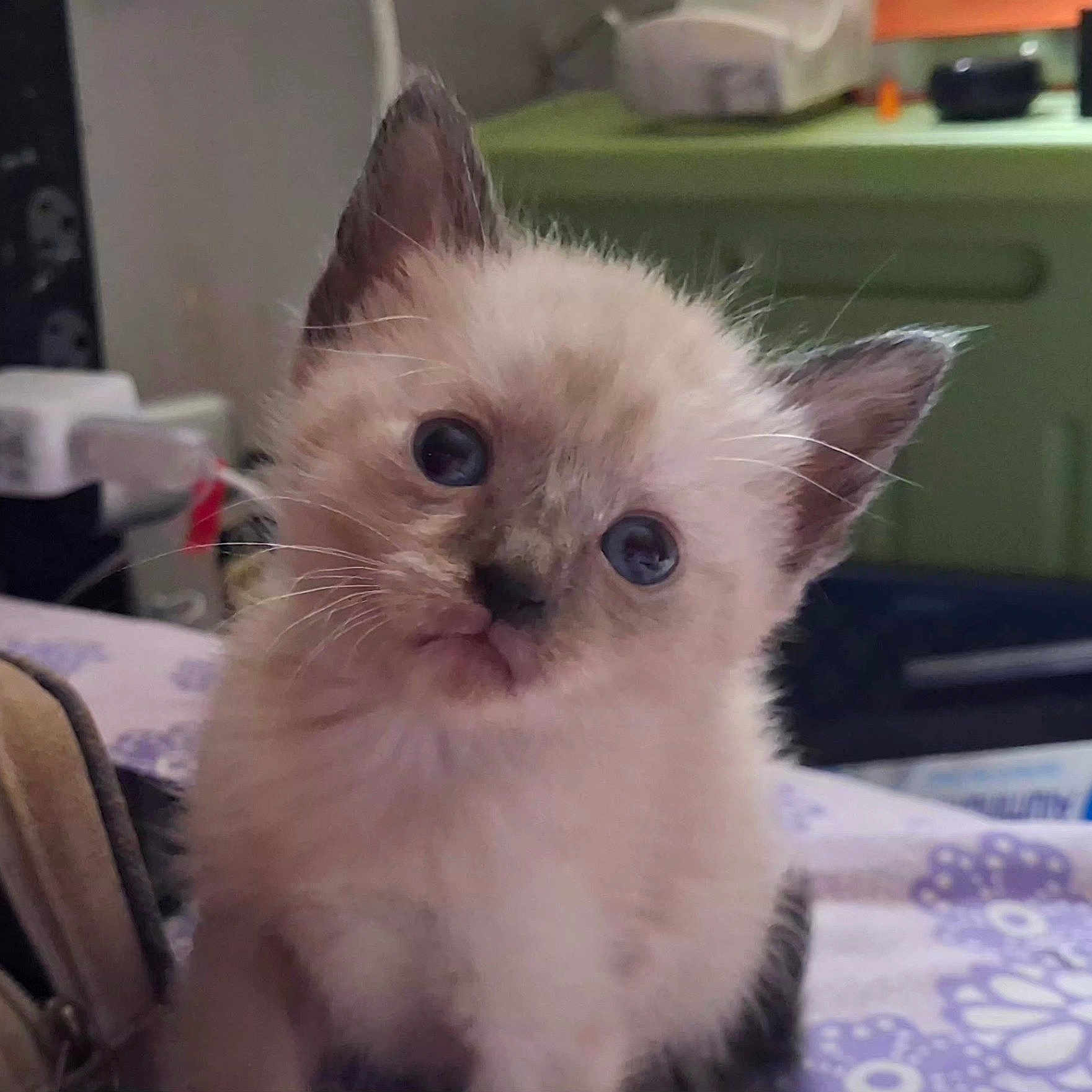 Cookie