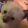 Cookie is registered to the contest to win money with this photo: cat, kitten, fluffy, cream_colored, close_up, portrait, feline, pet, animal, whiskers, eyes, nose, ears, fur, curious, indoor, warm_lighting, vertical_photo, blurry, cute