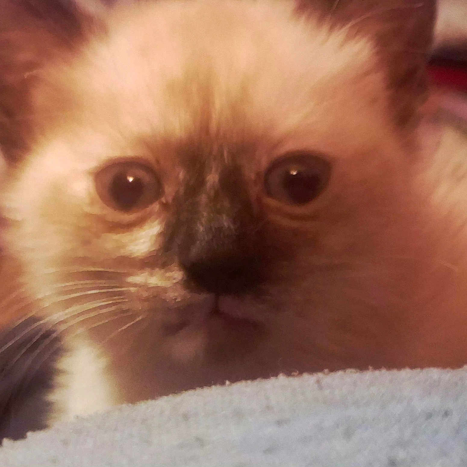 Cookie joined the competition — help win amazing prizes! cat, kitten, fluffy, close_up, portrait, face, eyes, whiskers, fur, cream_color, brown, curious, cute, indoors, blanket, cozy, pet, animal, soft_focus, photography