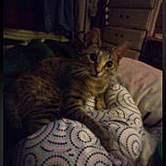 Bunny is registered to the contest to win money with this photo: cat, tabby_cat, pet, animal, feline, striped_fur, green_eyes, indoors, bedroom, blanket, patterned_blanket, bed, dresser, furniture, clothing, cozy, dim_lighting, sitting, lounging, portrait