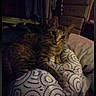 cat, tabby_cat, pet, animal, feline, striped_fur, green_eyes, indoors, bedroom, blanket, patterned_blanket, bed, dresser, furniture, clothing, cozy, dim_lighting, sitting, lounging, portrait