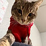 Astro joined the competition — help win amazing prizes! cat, tabby_cat, pet, red_sweater, pet_clothing, whiskers, paws, close_up, portrait, indoor, curious, wide_eyes, fur, ears, muzzle, nose, cute, blanket, ceiling, home