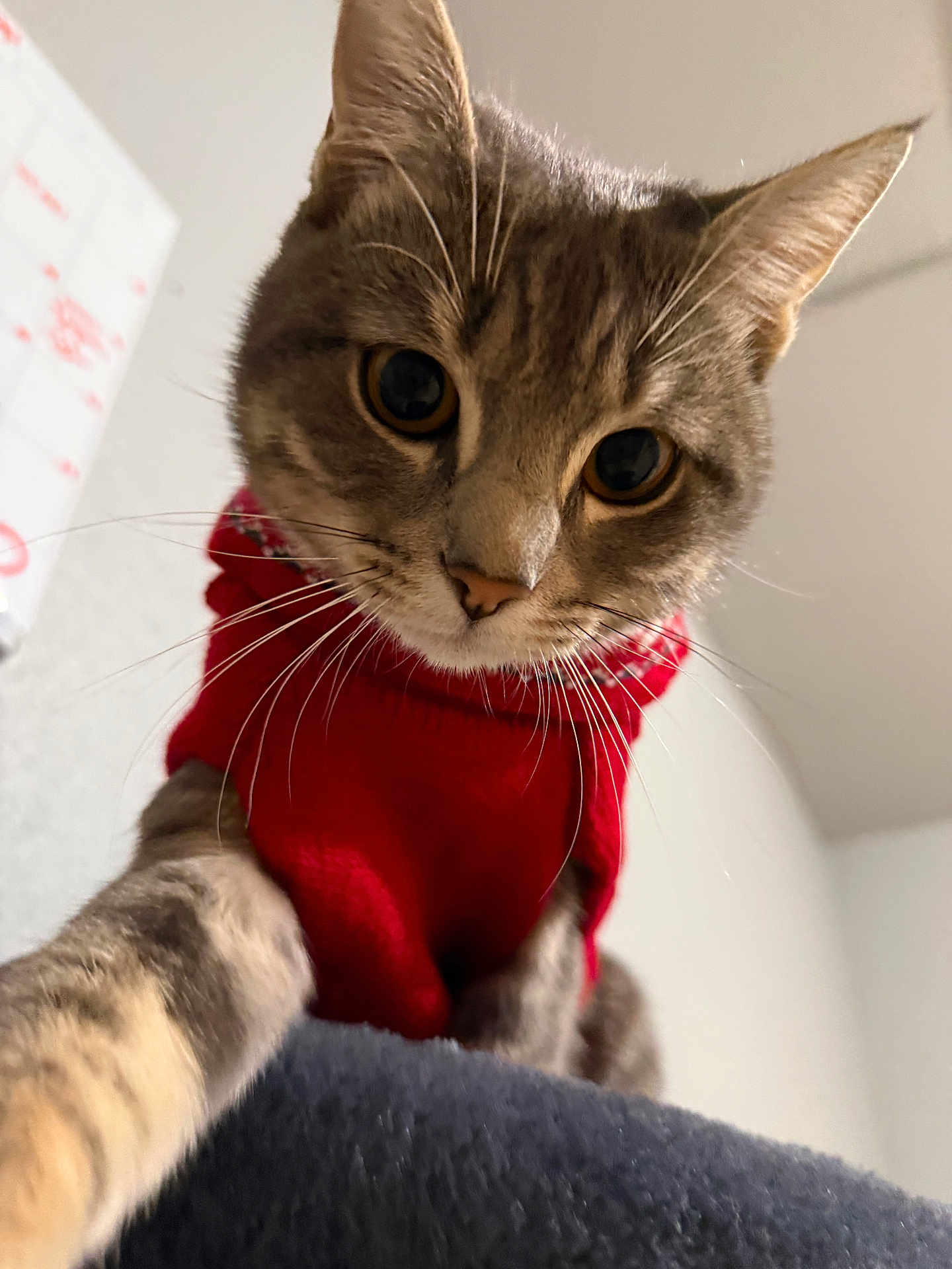 Astro joined the competition — help win amazing prizes! cat, tabby_cat, pet, red_sweater, pet_clothing, whiskers, paws, close_up, portrait, indoor, curious, wide_eyes, fur, ears, muzzle, nose, cute, blanket, ceiling, home