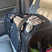 Astro is registered to the contest to win money with this photo: cat, pet_carrier, car_interior, car_seat, seatbelt, window, sunlight, whiskers, paw, zipper, travel, mesh, toy, buckle, leather_seat, curious, feline, portrait, gray_tabby, cozy