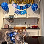 Astro is registered to the contest to win money with this photo: cat, birthday_cake, bandana, balloons, banner, plate, table, chair, kitchen_cabinet, counter, bowl, candle, celebration, pet, feline, whiskers, indoor, wooden_chair, food, festive