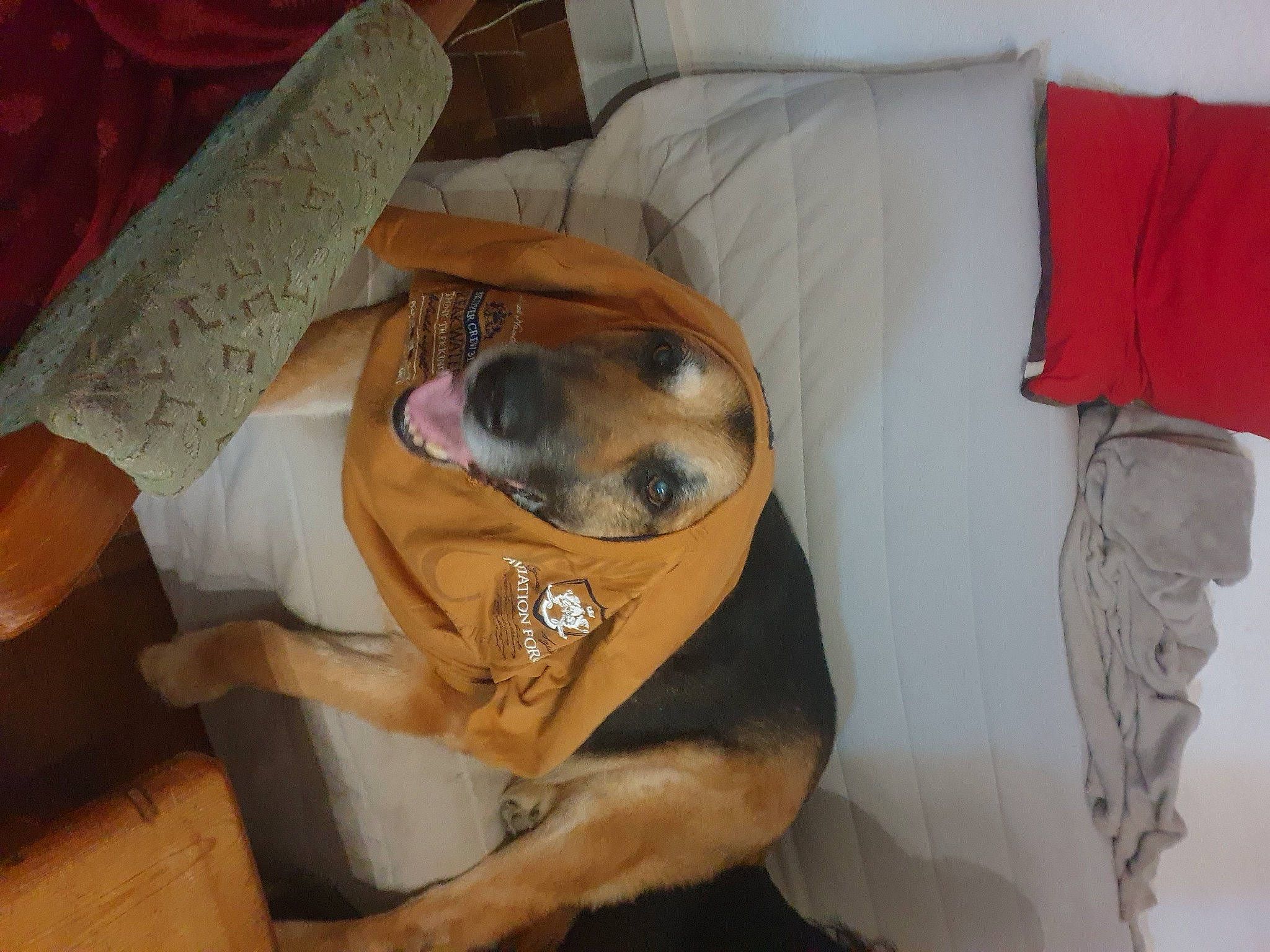 Buck participe au concours pour gagner de l'argent avec cette photo : canidae, carnivore, comfort, companion_dog, dog, dog_breed, dog_supply, fawn, flooring, fur, guard_dog, hardwood, hound, linens, nap, paw, snout, sporting_group, wood, working_animal